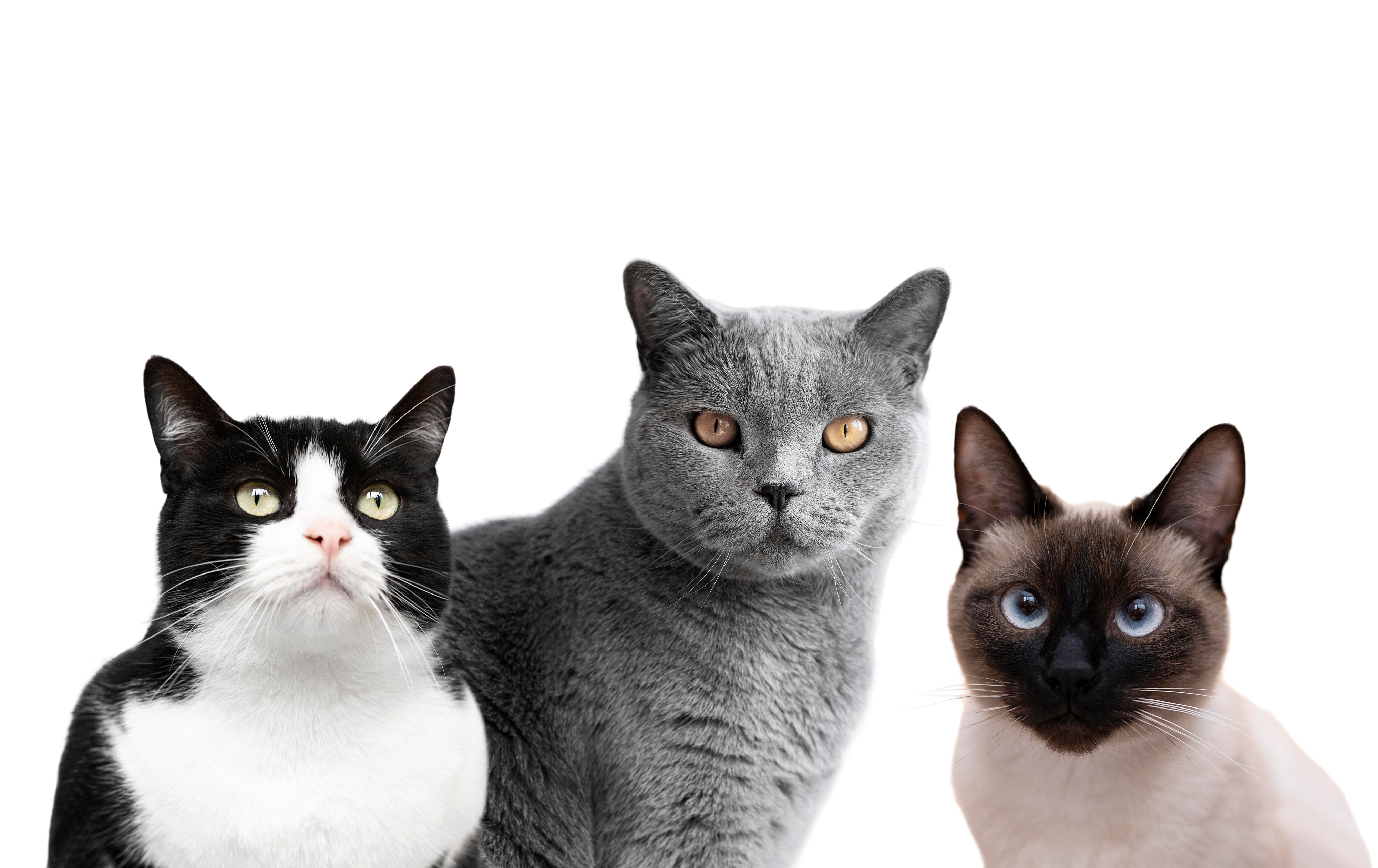 Gatos