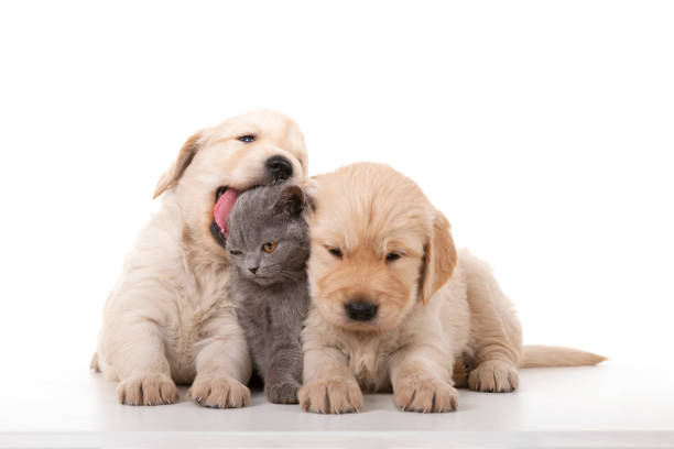 Mascotas