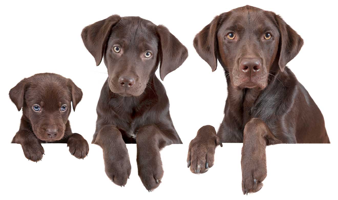 Perros