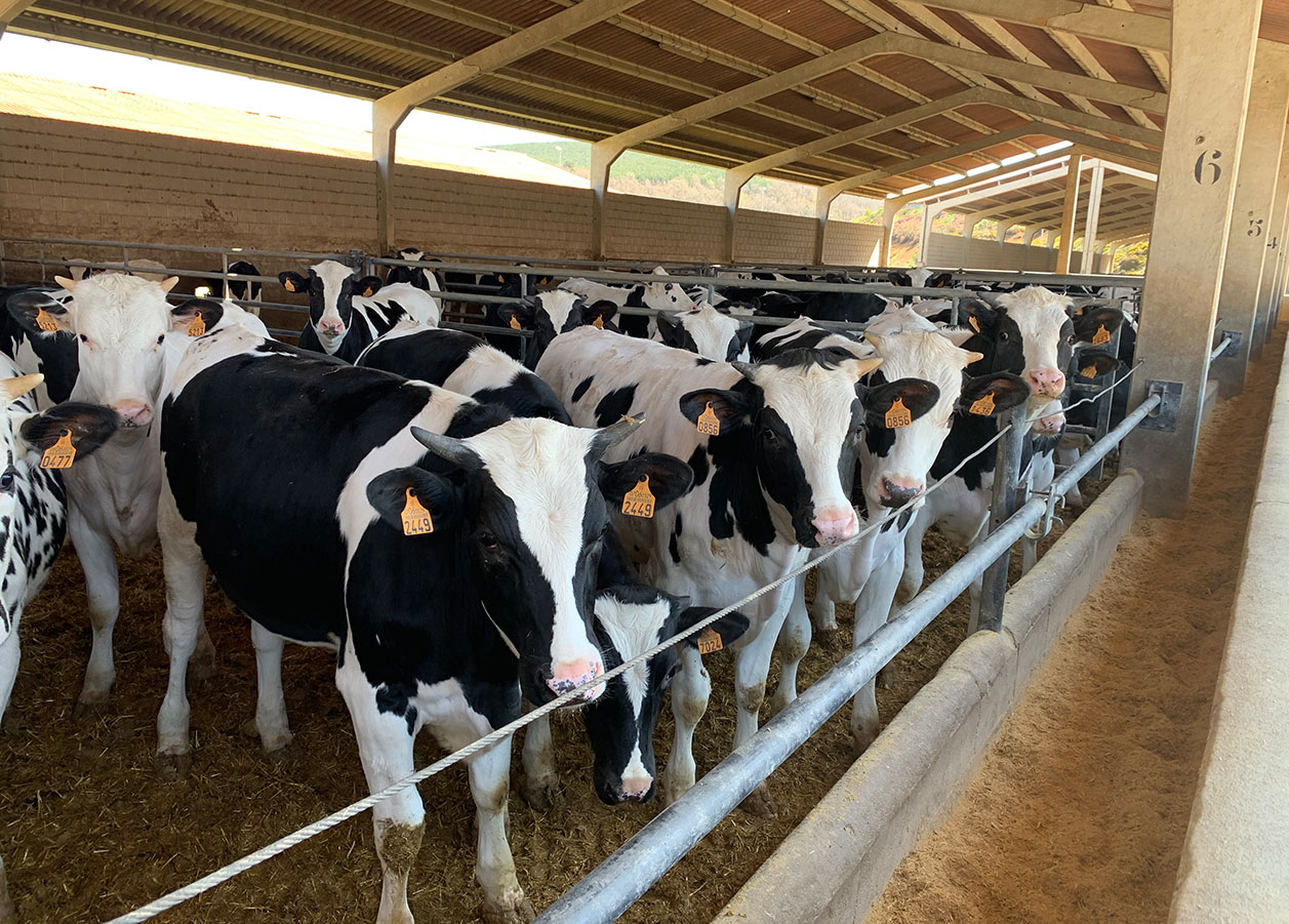 Vacas